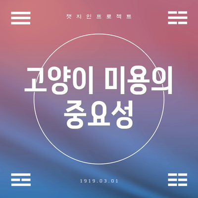 고양이 미용의 중요성